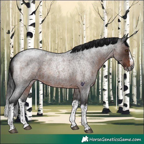 Horse Color:Gray Brown Roan Splash Rabicano 
