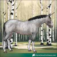 Horse Color:Gray Brown Roan Splash Rabicano 