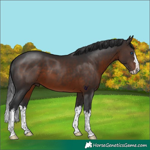 Horse Color:Brown Splash Rabicano 