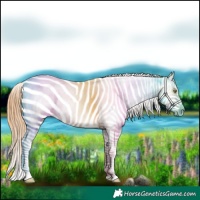 Horse Color:White Spotted Bay Pearl Dun Tobiano Appaloosa