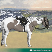 Horse Color:Grullo Tobiano 
