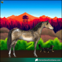 Horse Color:Buckskin Dun Tobiano Frame Rabicano Brindle 