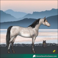 Horse Color:White Spotted Brown Roan Dun Rabicano Brindle
