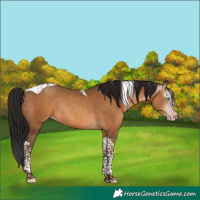 Horse Color:Gray Amber Champagne Tobiano Rabicano