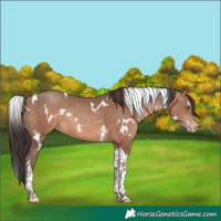 Horse Color:White Spotted Sable Champagne Tobiano Rabicano