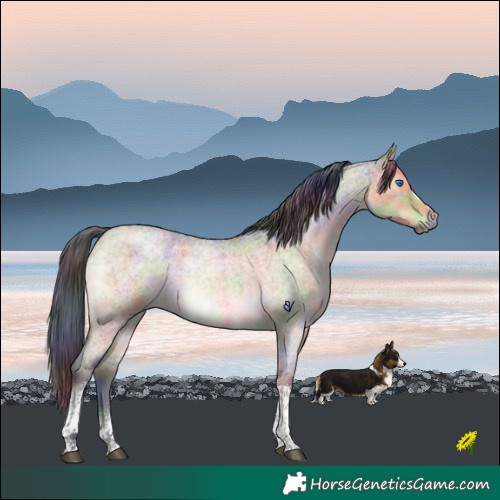 Horse Color:Nacre Buckskin Roan Dun Tobiano Frame Rabicano Brindle 