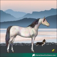 Horse Color:Nacre Buckskin Roan Dun Tobiano Frame Rabicano Brindle
