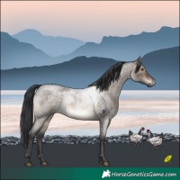 Horse Color:Brown Roan Dun Rabicano Brindle