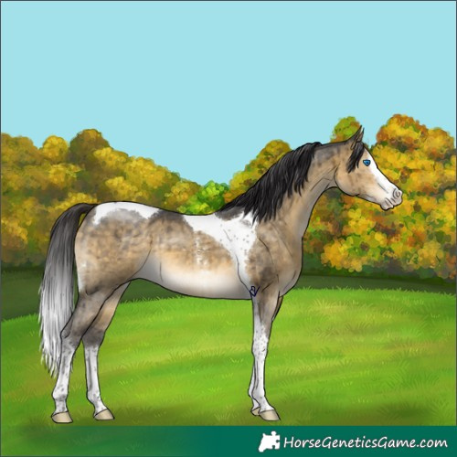 Horse Color:Buckskin Dun Sabino Splash Tobiano Brindle 