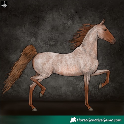Horse Color:Red Roan 