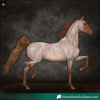 Horse Color:Red Roan 