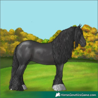 Horse Color:Black 