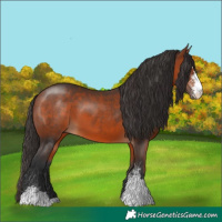 Horse Color:Bay Sabino