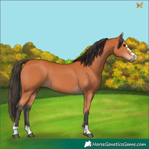 Horse Color:Bay 