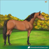 Horse Color:Bay 