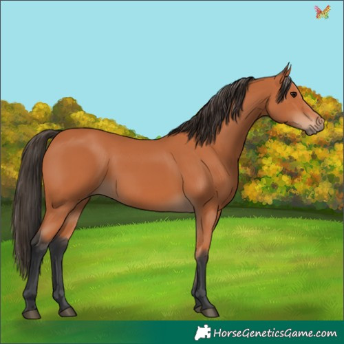 Horse Color:Bay 