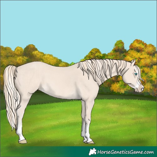 Horse Color:Cremello Splash and Perlino Splash