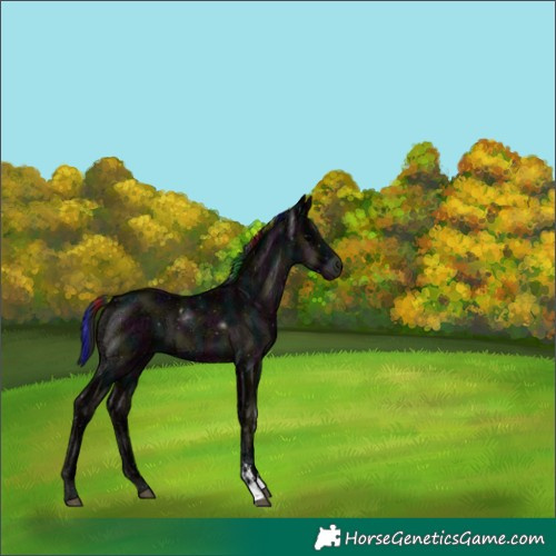 Horse Color:Painted Midnight Blue Onyx Ice Sabino 