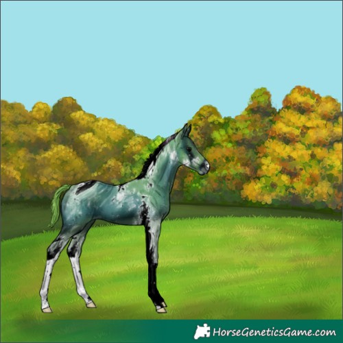 Horse Color:ERROR: UNKNOWN ANOMALY