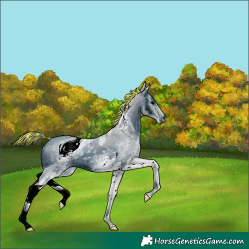 Horse Color:ERROR: UNKNOWN ANOMALY