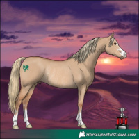 Horse Color:Red Dun Mushroom Rabicano 