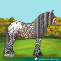 Horse Color:Liver Chestnut Appaloosa