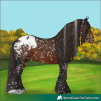 Horse Color:Liver Chestnut Appaloosa
