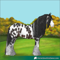 Horse Color:White Spotted Brown Appaloosa