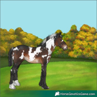 Horse Color:White Spotted Brown 