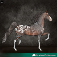 Horse Color:Bay Sabino Splash Appaloosa  and Bay Sabino Splash Appaloosa 