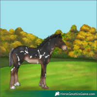 Horse Color:White Spotted Liver Chestnut 