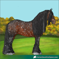 Horse Color:Brown Appaloosa 