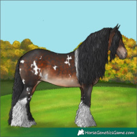 Horse Color:White Spotted Brown Tobiano 