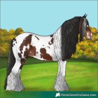 Horse Color:White Spotted Liver Chestnut Tobiano 