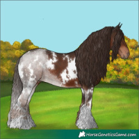 Horse Color:White Spotted Liver Chestnut 