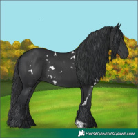 Horse Color:White Spotted Black 