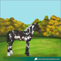 Horse Color:White Spotted Brown 