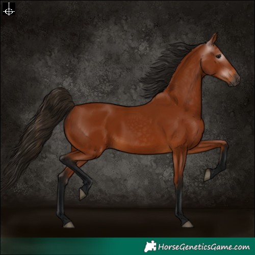 Horse Color:Gray Bay 