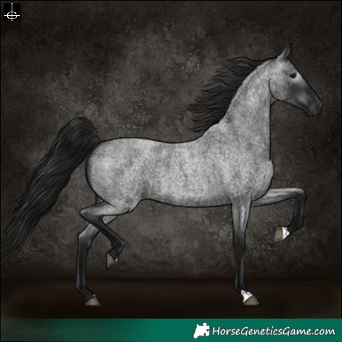 Horse Color:Gray Blue Roan 