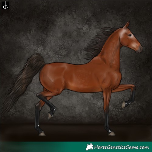 Horse Color:Gray Bay 