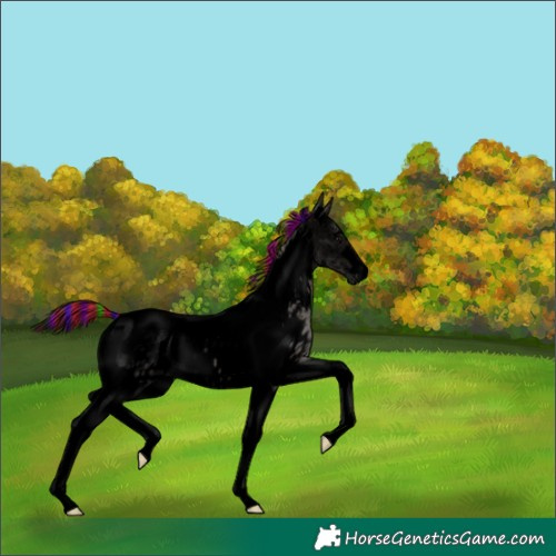 Horse Color:Void Painted Grullo Tobiano Blanket 