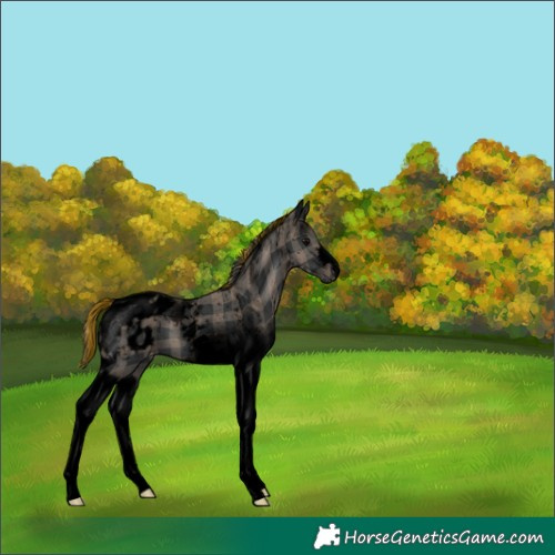 Horse Color:Void Painted Plaid  Black Tobiano Snowflake Varnish 