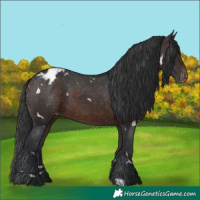 Horse Color:White Spotted Brown Blanket 