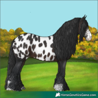 Horse Color:Brown Sabino Near Leopard 