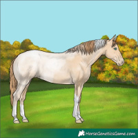 Horse Color:Smoky Black Pearl Tobiano Rabicano