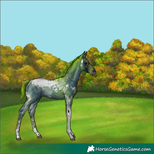 Horse Color:ERROR: UNKNOWN ANOMALY