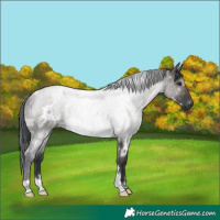 Horse Color:White Spotted Grullo Rabicano