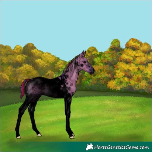 Horse Color:ERROR: UNKNOWN ANOMALY