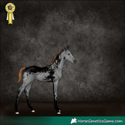 Horse Color:ERROR: UNKNOWN ANOMALY