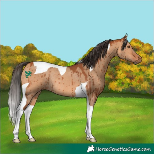 Horse Color:Bay Dun Tobiano Rabicano Brindle 